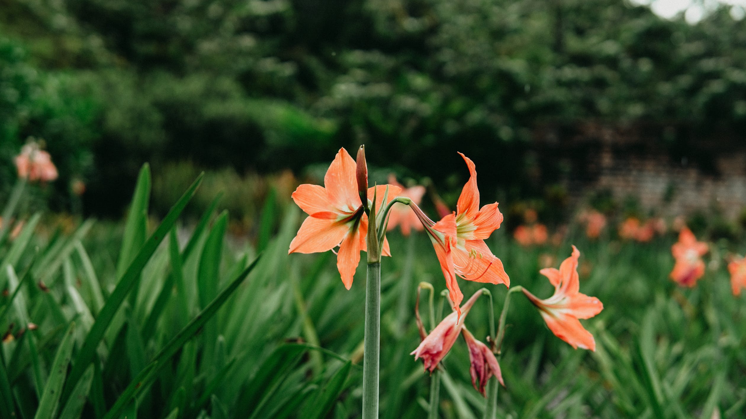 intoxicação por plantas