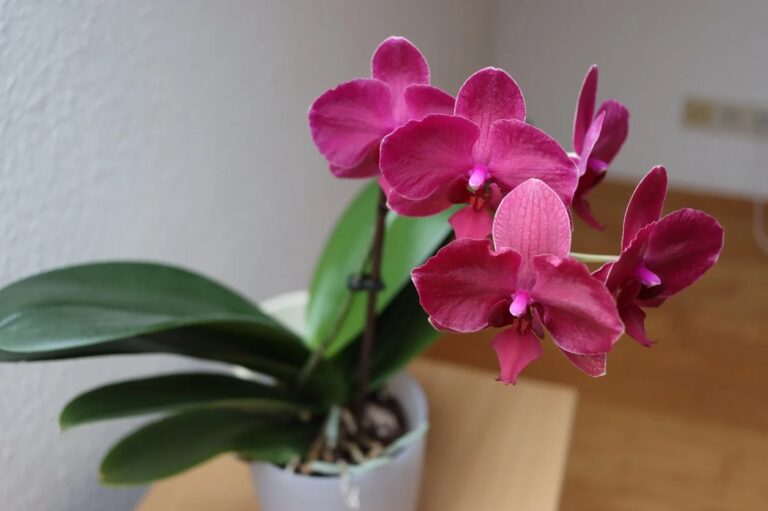 orquídeas